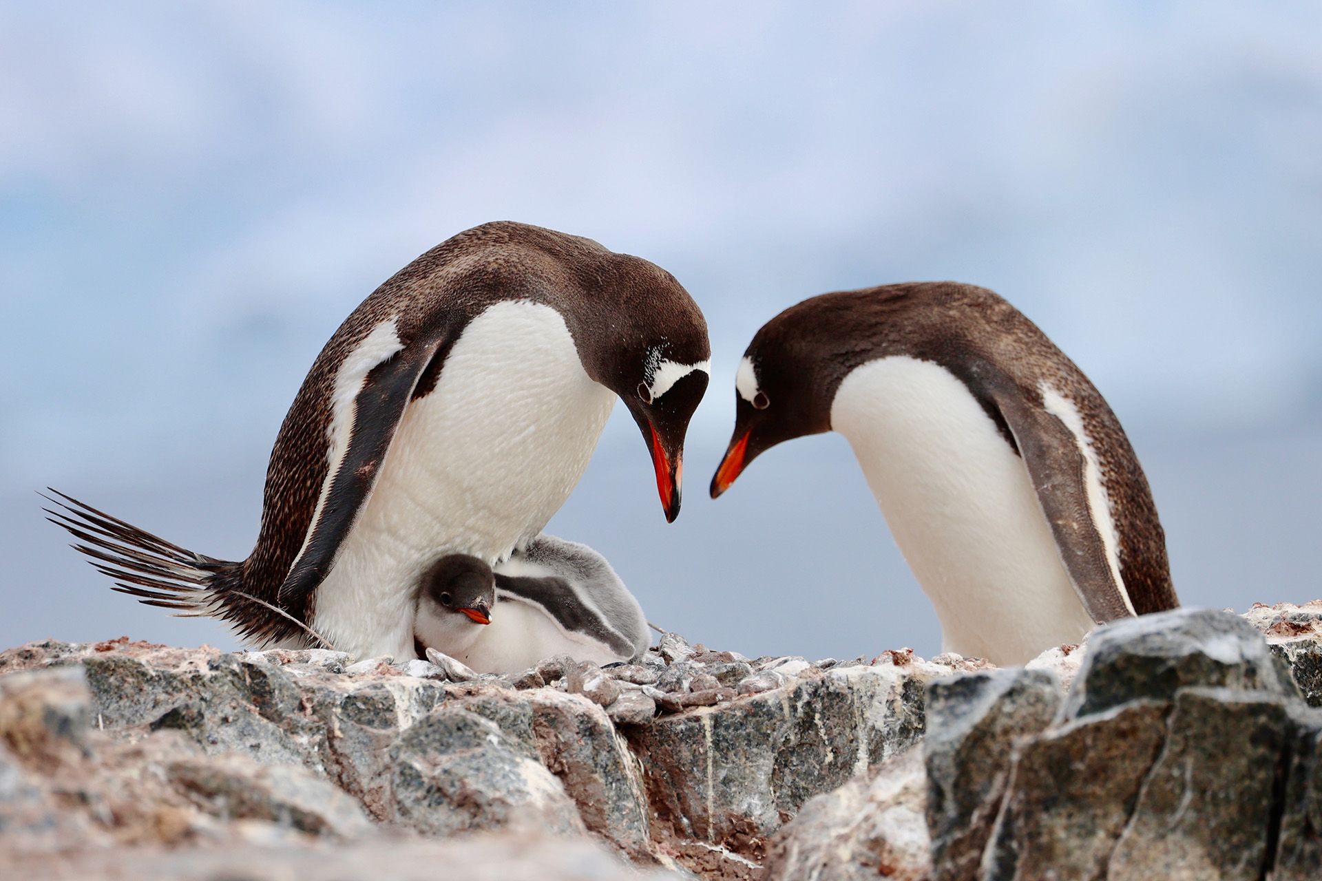 1T8A6813 PENGS-FAMILY.jpg